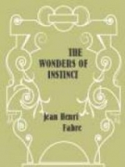 The Wonders of Instinct